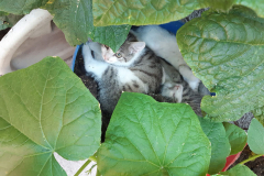 Katzen
